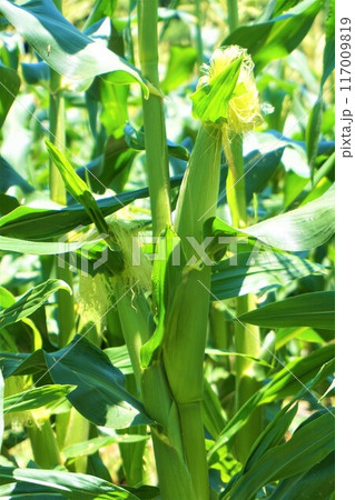トウモロコシ 畑 深谷 雌花 雌小穂 トウモロコシ 畑 深谷 雌花 雌小穂 117009819