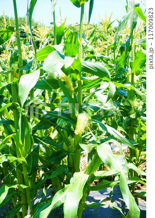 トウモロコシ 畑 深谷 雌花 雌小穂 トウモロコシ 畑 深谷 雌花 雌小穂 117009823