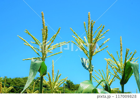 トウモロコシ　畑　深谷　雄花　雄小穂 117009828
