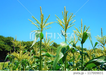 トウモロコシ 畑 深谷 雄花 雄小穂 トウモロコシ 畑 深谷 雄花 雄小穂 117009831