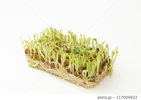 豆苗　再生栽培　白バック 117009922