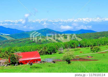 6月の根子岳登山　　　　信州の自然　　　信州の山々 117010114