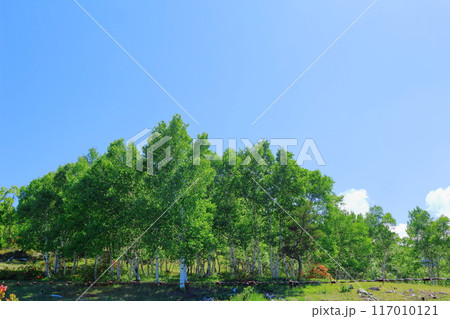 6月の根子岳登山 信州の自然 信州の山々 6月の根子岳登山 信州の自然 信州の山々 117010121