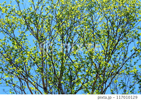 6月の根子岳登山 信州の自然 信州の山々 6月の根子岳登山 信州の自然 信州の山々 117010129