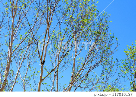 6月の根子岳登山    信州の自然   信州の山々 6月の根子岳登山    信州の自然   信州の山々 117010157