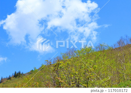 6月の根子岳登山 信州の自然 信州の山々 6月の根子岳登山 信州の自然 信州の山々 117010172