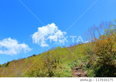 6月の根子岳登山　　　　信州の自然　　　信州の山々 117010175