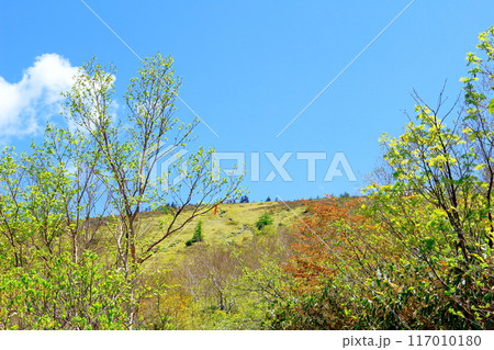 6月の根子岳登山　　　　信州の自然　　　信州の山々 117010180