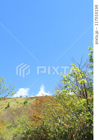 6月の根子岳登山　　　　信州の自然　　　信州の山々 117010198