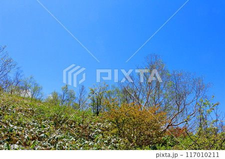 6月の根子岳登山　　　　信州の自然　　　信州の山々 117010211