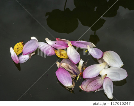 落ちたハスの花弁 落ちたハスの花弁 117010247