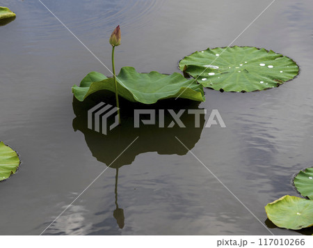 蓮の葉と蕾 117010266