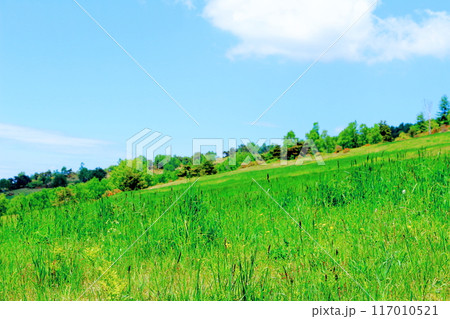 6月の根子岳登山 信州の自然 信州の山々 6月の根子岳登山 信州の自然 信州の山々 117010521