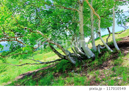 6月の根子岳登山　　　　信州の自然　　　信州の山々 117010549