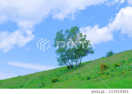 6月の根子岳登山 信州の自然 信州の山々 6月の根子岳登山 信州の自然 信州の山々 117010561