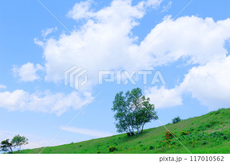 6月の根子岳登山　　　　信州の自然　　　信州の山々 117010562
