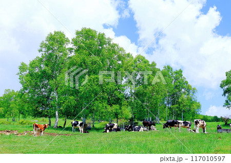 6月の根子岳登山 信州の自然 信州の山々 6月の根子岳登山 信州の自然 信州の山々 117010597