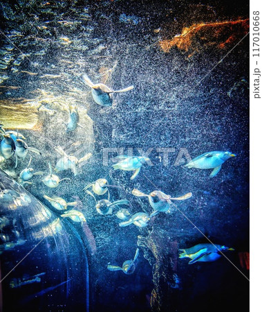 ペンギン 117010668