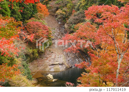 房総半島養老渓谷の展望台から俯瞰した紅葉色づく粟又の滝の景色　Ver2 117011419