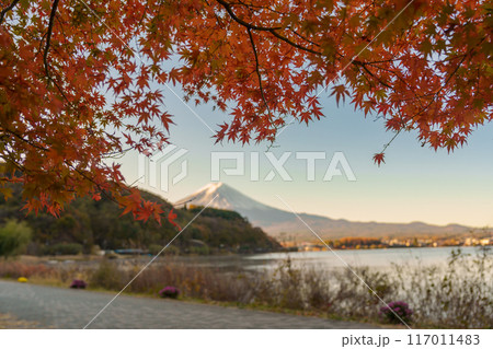 Mount Fuji view at Lake Kawaguchi in Autumn season. Mt Fujisan in Fujikawaguchiko, Yamanashi, Japan. Landmark for tourists attraction. Japan Travel, Destination, Vacation and Mount Fuji Day concept Mount Fuji view at Lake Kawaguchi in Autumn season. Mt Fujisan in Fujikawaguchiko, Yamanashi, Japan. Landmark for tourists attraction. Japan Travel, Destination, Vacation and Mount Fuji Day concept 117011483