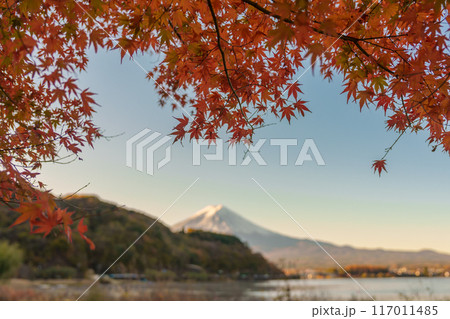 Mount Fuji view at Lake Kawaguchi in Autumn season. Mt Fujisan in Fujikawaguchiko, Yamanashi, Japan. Landmark for tourists attraction. Japan Travel, Destination, Vacation and Mount Fuji Day concept 117011485