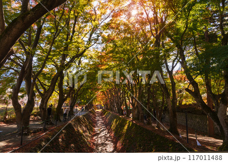 view at Momiji Kairo in Autumn season, happy Traveler travel Maple Corridor at lake Kawaguchi, Yamanashi, Japan. Landmark for tourists attraction. Japan Travel, Destination, Vacation 117011488