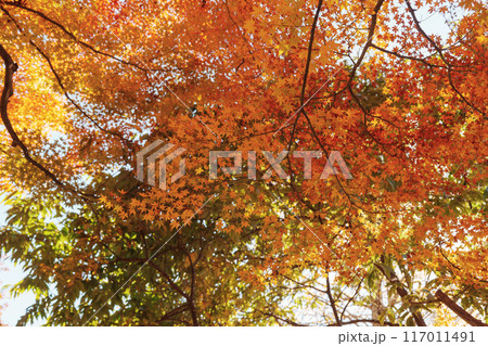 beautiful autumn day, orange color maple in forest, Falling autumn leaves in sunshine day. background, template and wallpaper for season change and vibrant colorful foliage concept beautiful autumn day, orange color maple in forest, Falling autumn leaves in sunshine day. background, template and wallpaper for season change and vibrant colorful foliage concept 117011491