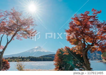 Mount Fuji view at Momiji Tunnel in Autumn season. Mt Fujisan in lake Kawaguchi, Yamanashi, Japan. Landmark for tourists attraction. Japan Travel, Destination, Vacation and Mount Fuji Day concept Mount Fuji view at Momiji Tunnel in Autumn season. Mt Fujisan in lake Kawaguchi, Yamanashi, Japan. Landmark for tourists attraction. Japan Travel, Destination, Vacation and Mount Fuji Day concept 117011495