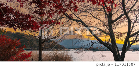 Mount Fuji view at Lake Kawaguchi in Autumn season. Mt Fujisan in Fujikawaguchiko, Yamanashi, Japan. Landmark for tourists attraction. Japan Travel, Destination, Vacation and Mount Fuji Day concept 117011507