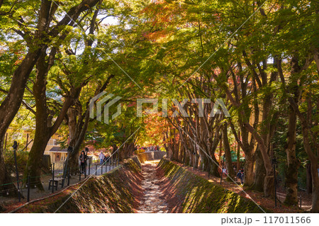 view at Momiji Kairo in Autumn season, happy Traveler travel Maple Corridor at lake Kawaguchi, Yamanashi, Japan. Landmark for tourists attraction. Japan Travel, Destination, Vacation view at Momiji Kairo in Autumn season, happy Traveler travel Maple Corridor at lake Kawaguchi, Yamanashi, Japan. Landmark for tourists attraction. Japan Travel, Destination, Vacation 117011566