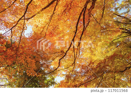 beautiful autumn day, orange color maple in forest, Falling autumn leaves in sunshine day. background, template and wallpaper for season change and vibrant colorful foliage concept beautiful autumn day, orange color maple in forest, Falling autumn leaves in sunshine day. background, template and wallpaper for season change and vibrant colorful foliage concept 117011568