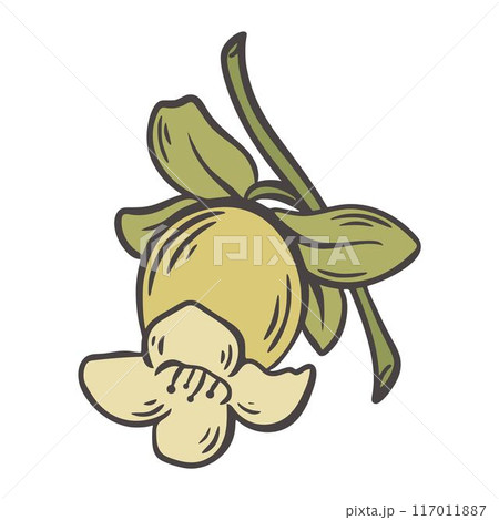 Persimmon flower on branch clip art 117011887