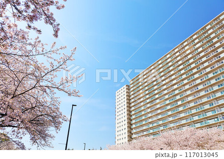 青空のマンションと桜 117013045