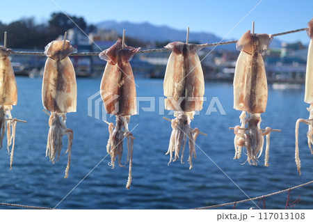 Dried squid drying on a rope in the east sea, korea 117013108
