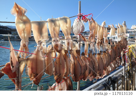 Dried squid drying on a rope in the east sea, korea Dried squid drying on a rope in the east sea, korea 117013110