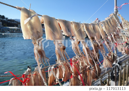 Dried squid drying on a rope in the east sea, korea 117013113