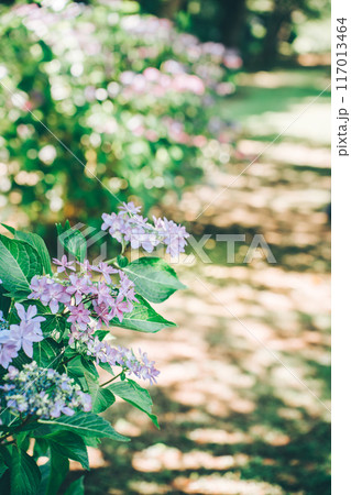 道端に咲く紫陽花(涸沼自然公園) 道端に咲く紫陽花(涸沼自然公園) 117013464