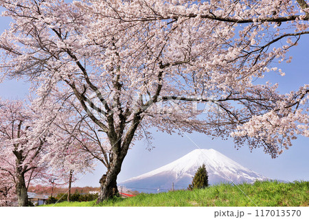 山梨県 忍野村 富士山と桜並木 山梨県 忍野村 富士山と桜並木 117013570