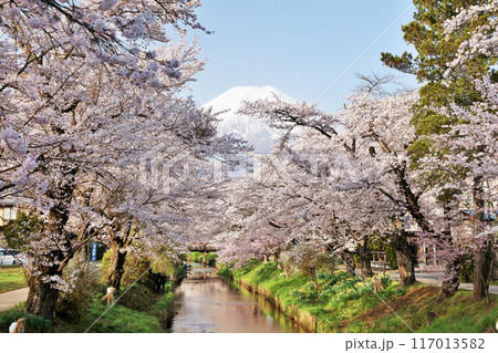 山梨県 忍野村 新名庄川の桜並木と富士山 山梨県 忍野村 新名庄川の桜並木と富士山 117013582