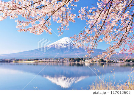 日本の春　富士山と桜 117013603