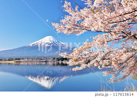 日本の春　富士山と桜 117013614