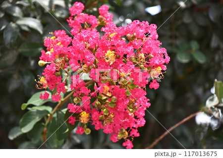 サルスベリ（百日紅） 117013675