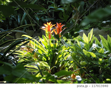 福岡市植物園の温室にあったグズマニア・リングラタ 福岡県福岡市中央区小笹 福岡市植物園の温室にあったグズマニア・リングラタ 福岡県福岡市中央区小笹 117013940