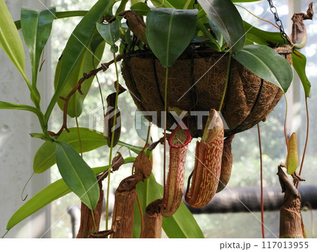 福岡市植物園の温室にあったウツボカズラ　福岡県福岡市中央区小笹 117013955
