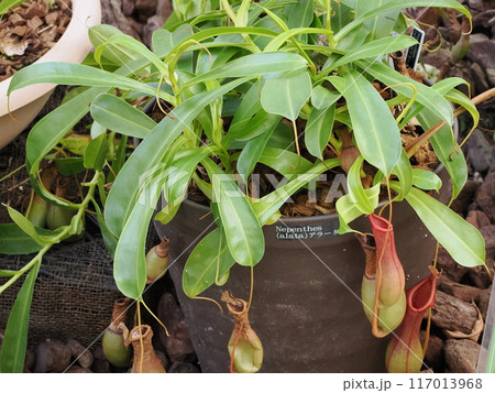 福岡市植物園の温室にあったウツボカズラ　福岡県福岡市中央区小笹 117013968