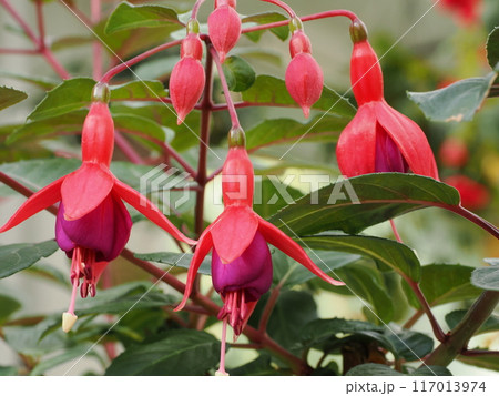 福岡市植物園の温室にあったフクシア　福岡県福岡市中央区小笹 117013974