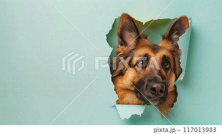 German shepherd dog is sticking its head through a hole in the torn blue paper. 117013983