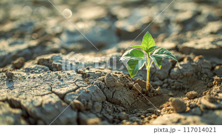 Plant seeding. Close up young plant growing in morning sunlight environment. 117014021