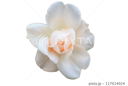白い花 117014024