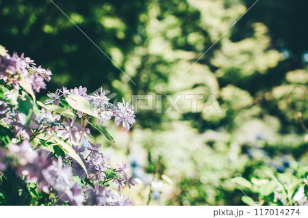 逆光に輝く紫陽花の花(涸沼自然公園) 逆光に輝く紫陽花の花(涸沼自然公園) 117014274